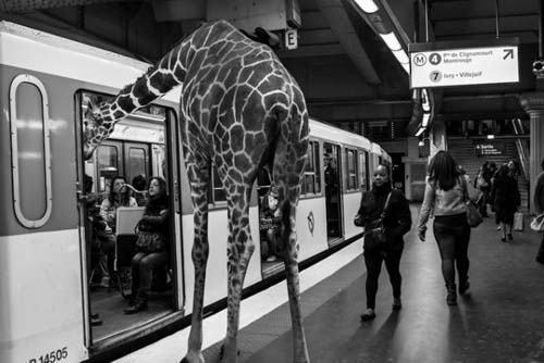 Zebra in metro 500